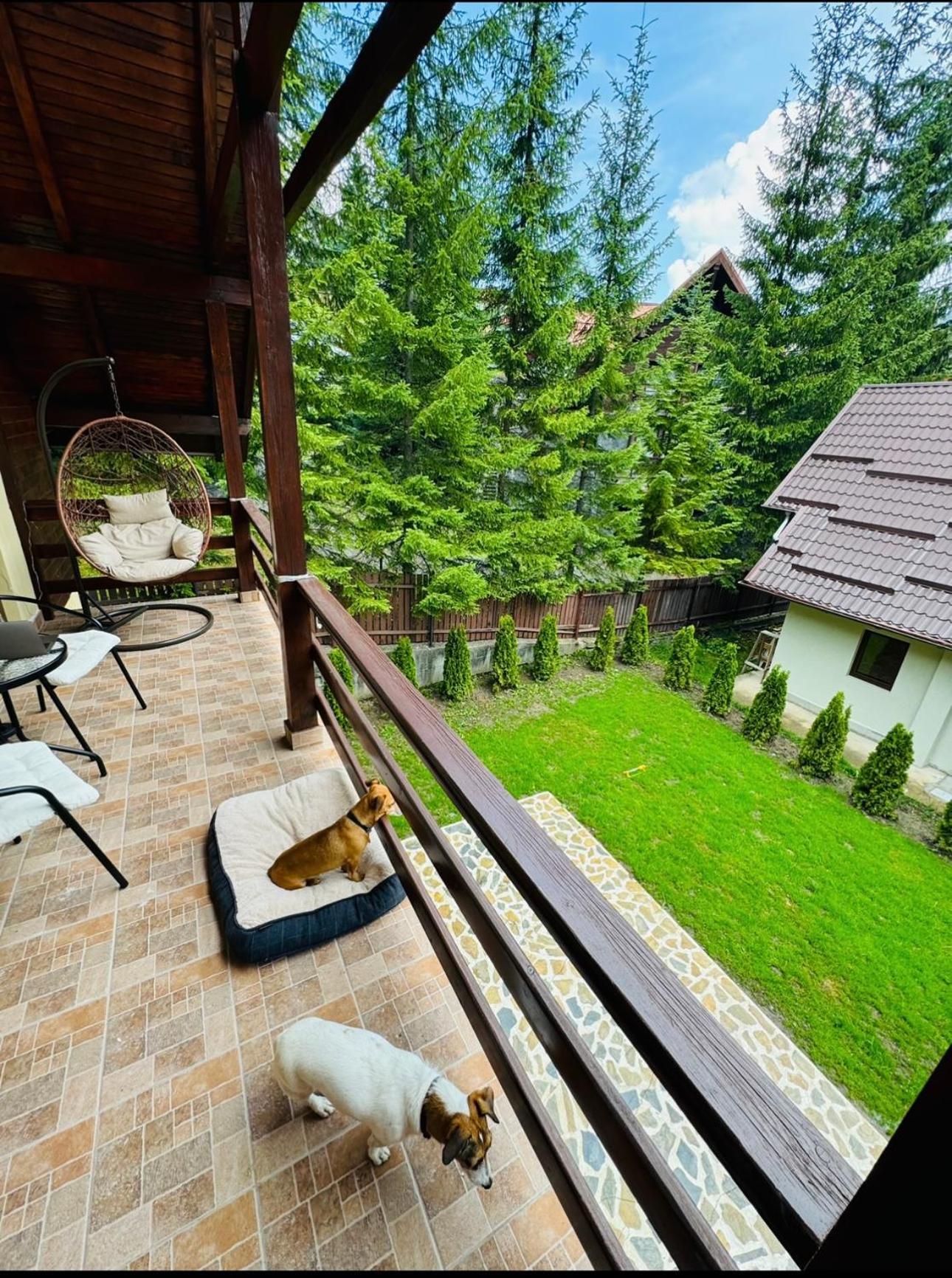 Ollie'S Mountain Chalet Buşteni Eksteriør bilde
